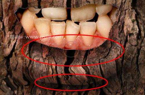 ‘PS合成恐怖效果的树皮人脸效果教程‘