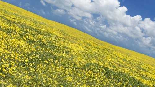 如何客观理解摄影构图 技术分享