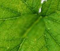 ‘Photoshop设计制作出花瓣上滚动的水珠效果教程‘