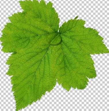 ‘Photoshop设计制作出花瓣上滚动的水珠效果教程‘