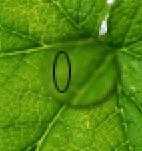 ‘Photoshop设计制作出花瓣上滚动的水珠效果教程‘