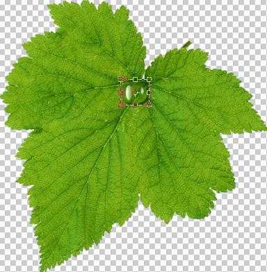 ‘Photoshop设计制作出花瓣上滚动的水珠效果教程‘