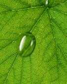 ‘Photoshop设计制作出花瓣上滚动的水珠效果教程‘