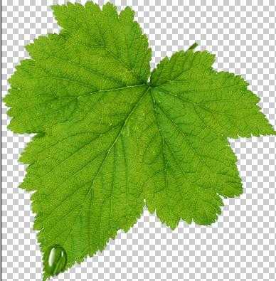 ‘Photoshop设计制作出花瓣上滚动的水珠效果教程‘