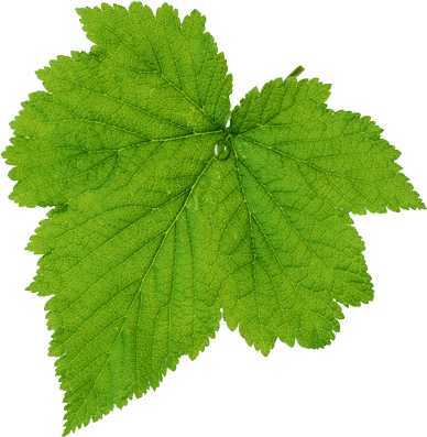 ‘Photoshop设计制作出花瓣上滚动的水珠效果教程‘