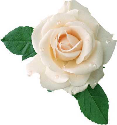 ‘Photoshop设计制作出花瓣上滚动的水珠效果教程‘