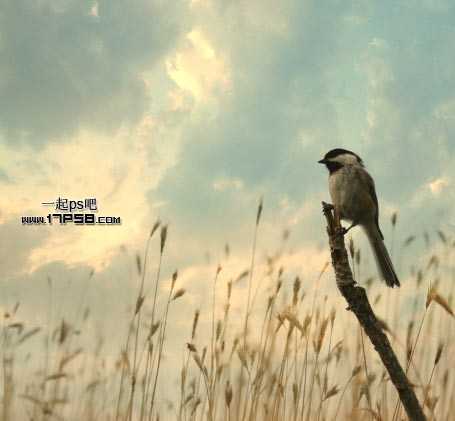 ‘photoshop合成制作出草丛中站立在枯枝上的翠鸟‘