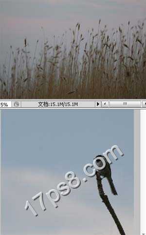 ‘photoshop合成制作出草丛中站立在枯枝上的翠鸟‘