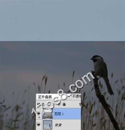 ‘photoshop合成制作出草丛中站立在枯枝上的翠鸟‘