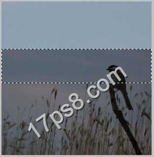 ‘photoshop合成制作出草丛中站立在枯枝上的翠鸟‘