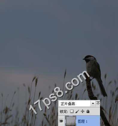 ‘photoshop合成制作出草丛中站立在枯枝上的翠鸟‘