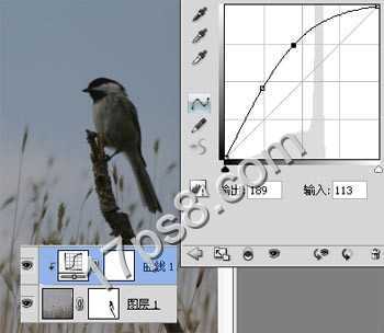 ‘photoshop合成制作出草丛中站立在枯枝上的翠鸟‘