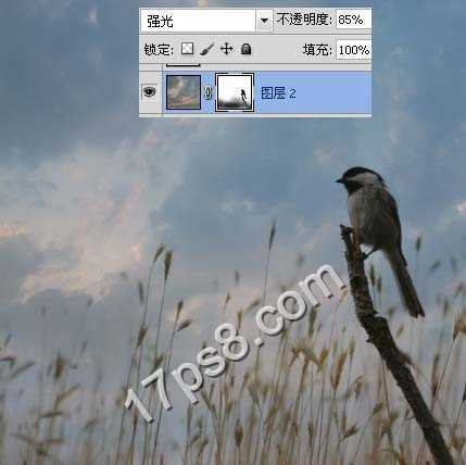 ‘photoshop合成制作出草丛中站立在枯枝上的翠鸟‘