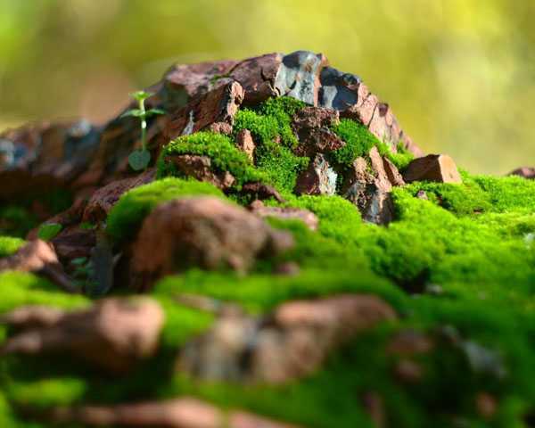 ‘PS合成制作出卡通蘑菇屋顶欣赏月色的小熊场景‘