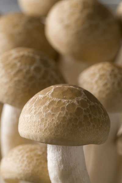 ‘PS合成制作出卡通蘑菇屋顶欣赏月色的小熊场景‘