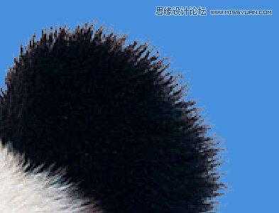 ‘用PS合成做在森林中看书的熊猫人‘