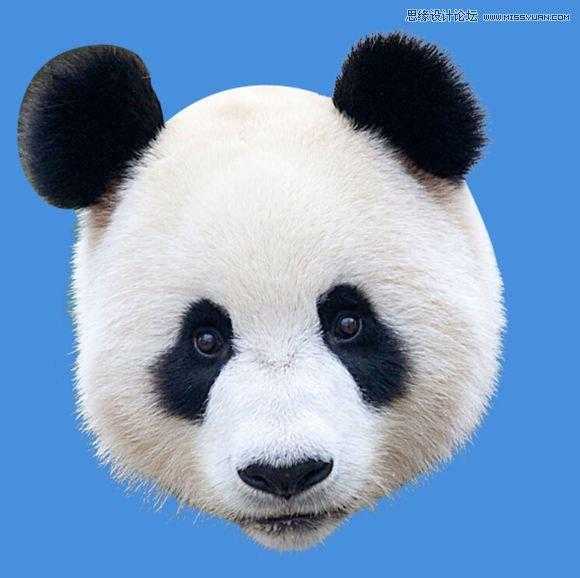 ‘用PS合成做在森林中看书的熊猫人‘