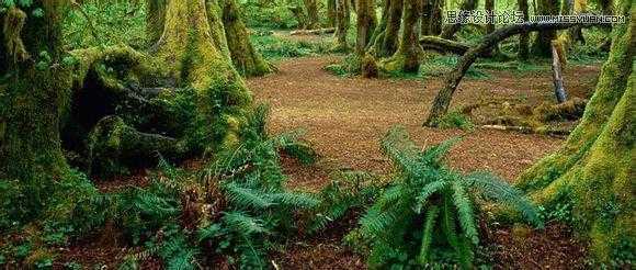 ‘用PS合成做在森林中看书的熊猫人‘