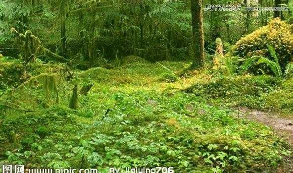 ‘用PS合成做在森林中看书的熊猫人‘