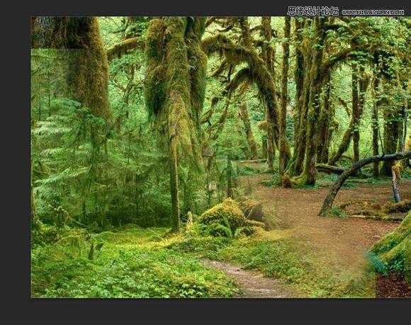 ‘用PS合成做在森林中看书的熊猫人‘