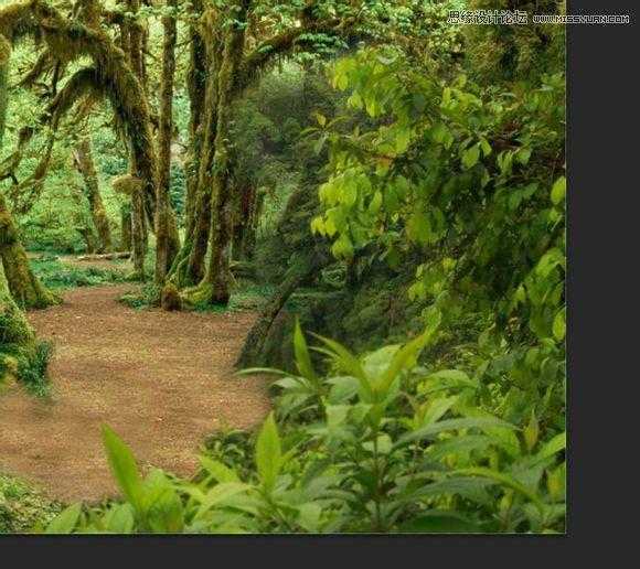 ‘用PS合成做在森林中看书的熊猫人‘