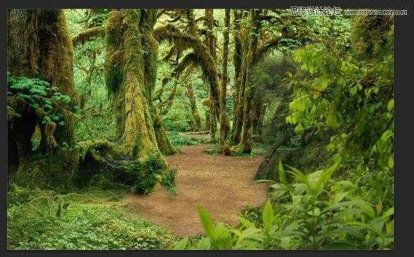 ‘用PS合成做在森林中看书的熊猫人‘