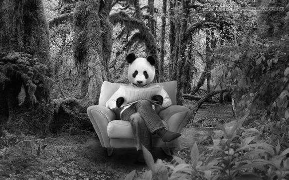 ‘用PS合成做在森林中看书的熊猫人‘
