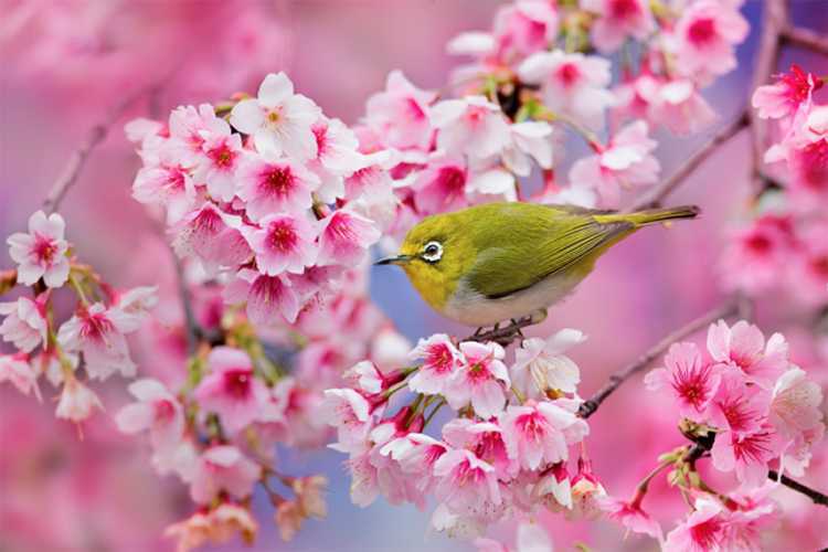 樱花树如何拍摄 脚本之家