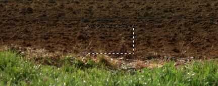 ‘PS教你打造超现实主义作品：长在身上的树‘