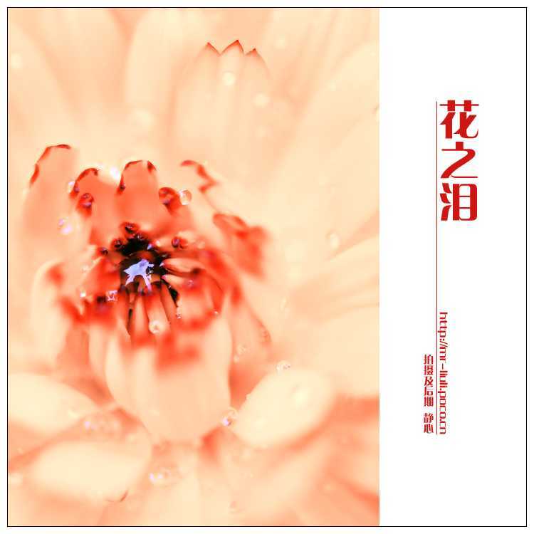 ‘photoshop为夏日花朵摄影照片调制出唯美的色彩效果‘