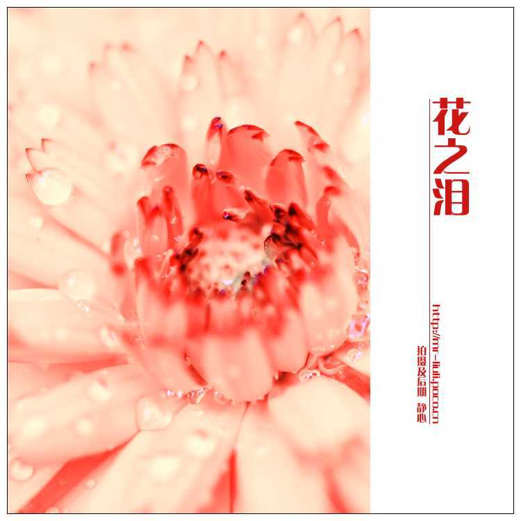 ‘photoshop为夏日花朵摄影照片调制出唯美的色彩效果‘
