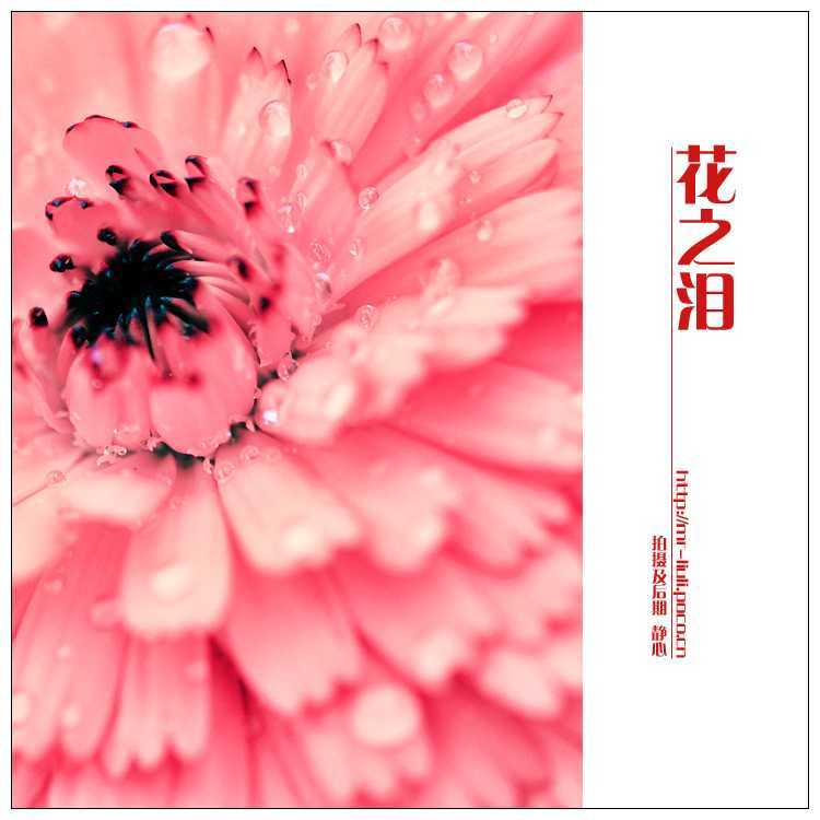 ‘photoshop为夏日花朵摄影照片调制出唯美的色彩效果‘