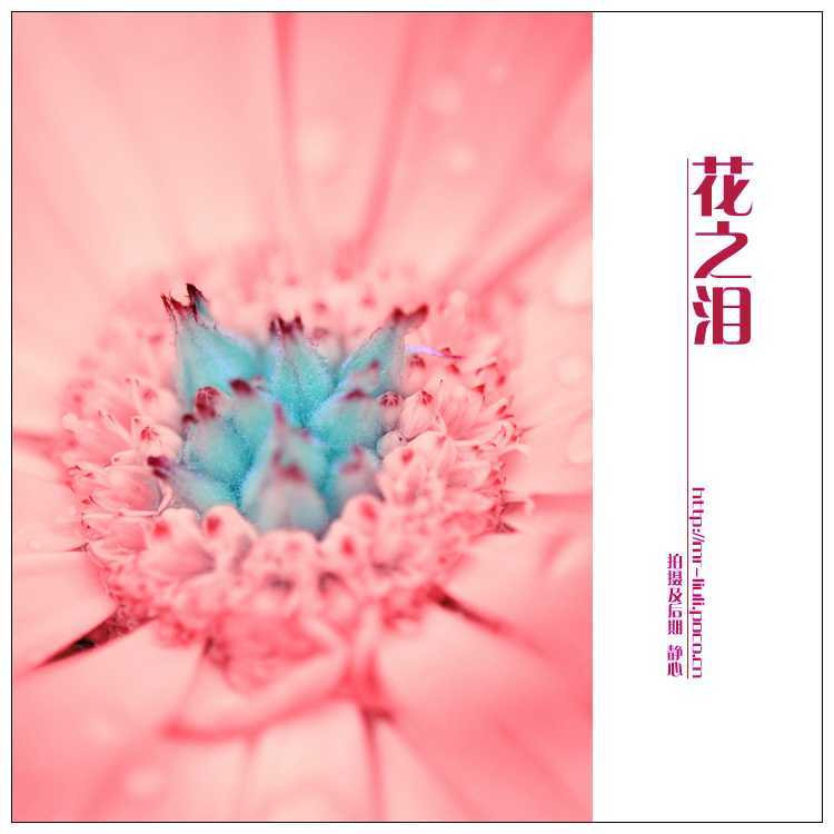 ‘photoshop为夏日花朵摄影照片调制出唯美的色彩效果‘