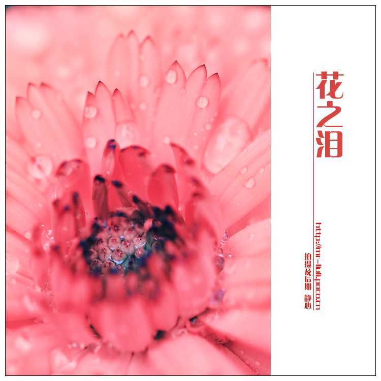 ‘photoshop为夏日花朵摄影照片调制出唯美的色彩效果‘