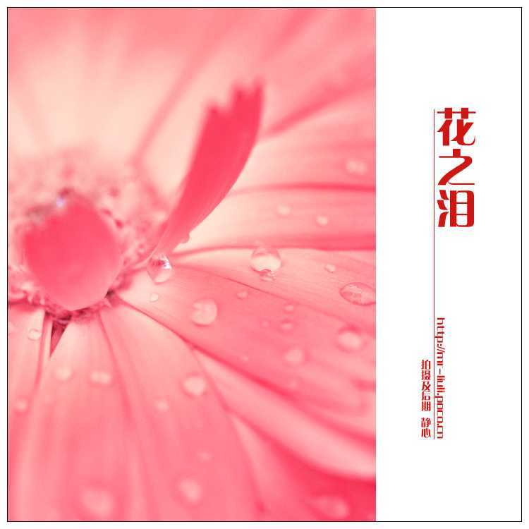 ‘photoshop为夏日花朵摄影照片调制出唯美的色彩效果‘