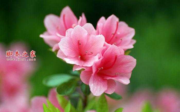 ‘Photoshop将花卉特写图片打造具有古典韵味的黄褐色效果‘