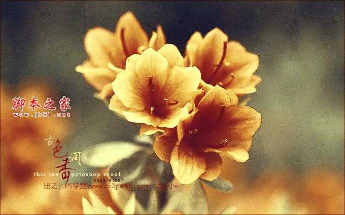 ‘Photoshop将花卉特写图片打造具有古典韵味的黄褐色效果‘