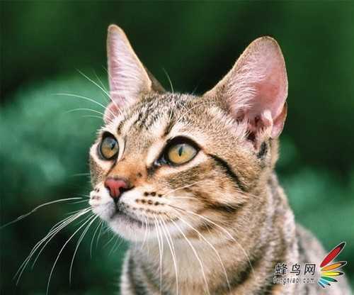 ‘photoshop利用通道为猫咪画面选出主体‘