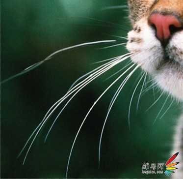 ‘photoshop利用通道为猫咪画面选出主体‘