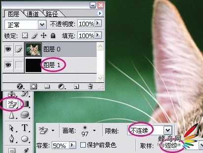 ‘photoshop利用通道为猫咪画面选出主体‘