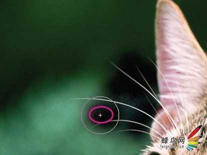 ‘photoshop利用通道为猫咪画面选出主体‘