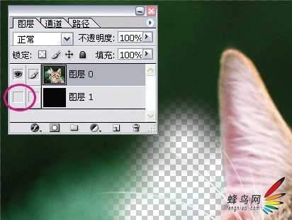 ‘photoshop利用通道为猫咪画面选出主体‘