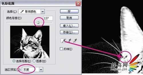 ‘photoshop利用通道为猫咪画面选出主体‘