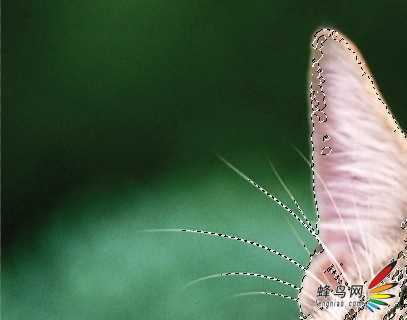 ‘photoshop利用通道为猫咪画面选出主体‘