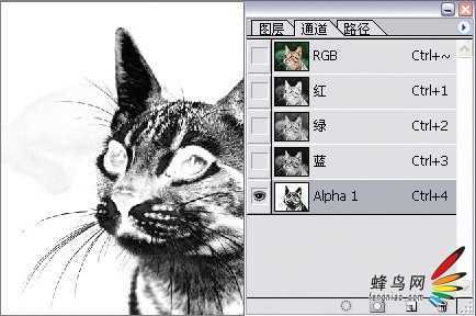 ‘photoshop利用通道为猫咪画面选出主体‘