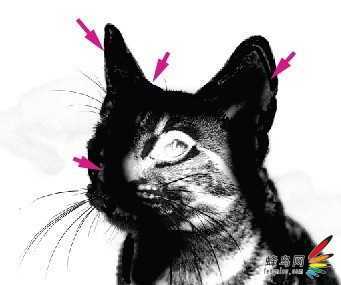 ‘photoshop利用通道为猫咪画面选出主体‘