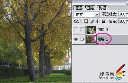 ‘photoshop利用通道为猫咪画面选出主体‘
