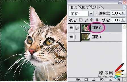 ‘photoshop利用通道为猫咪画面选出主体‘