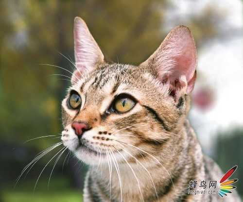 ‘photoshop利用通道为猫咪画面选出主体‘