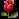 Red rose